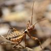 Rhynocoris sp.